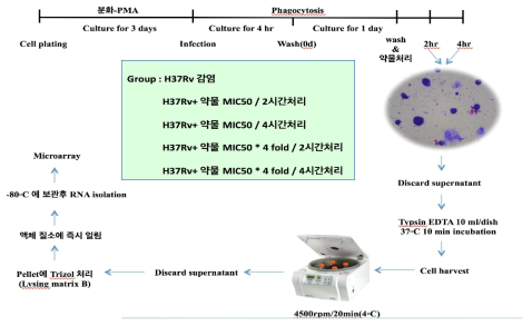 세포 배양에서 RNA 추출까지의 순서도