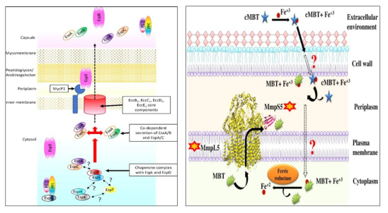 ESX-1에 의한 분비 모델 (좌), MmpL5-MmpS5 complex (우)