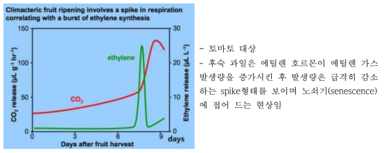 에틸렌 가스와 CO2 발생량 관계(토마토)