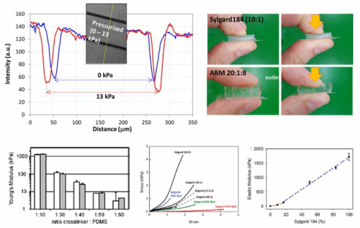본 연구에서 개발된 낮은 강성도를 지닌 PDMS의 Strain 측정 및 다양한 조성에 따른 PDMS 네트워크의 강성도(Young