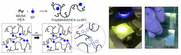 BP를 보유한 고분자의 자유라디컬 중합 및 네트워크 형성