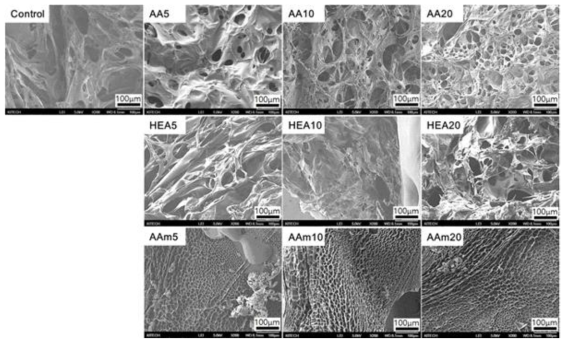 공단량체로 개질된 AMPS 하이드로겔의 파단면 SEM 이미지 : 배율 200배