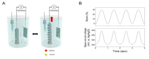 (A) 전기화학기반 메카니컬 에너지 하베스터의 구동 원리 모식도. (B) 0.1M HCl 전해질내에서 1 Hz 속도조건에서 길이방향으로 30% 수축/이완 하였을 때 open-circuit voltage 결과