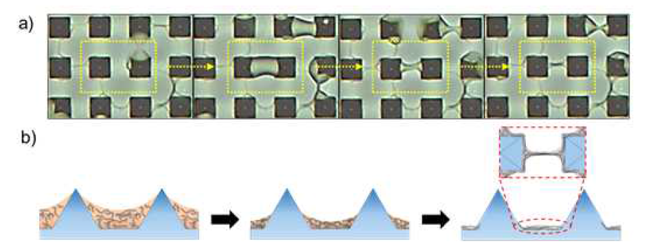 액체 다리(Liquid bridge) 형성의 실시간 관찰 이미지 (a) 및 도식화 이미지 (b)