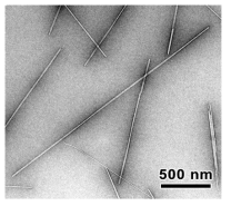 Cellulose nanocrystal의 TEM 사진 (Ref. nanografi.com)