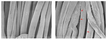 Cellulose nanocrystal 적용 전후 SEM 사진