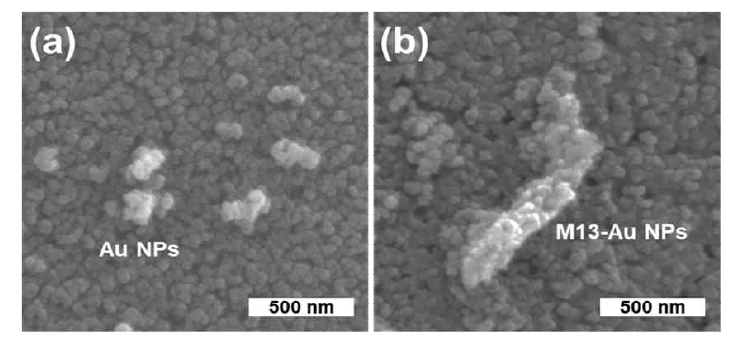 형상학적 분석을 위한 광전극의 SEM 이미지. (a) Au NPs, (b) Au NPs-M13 박테리오파지 내장형 TiO2 광전극
