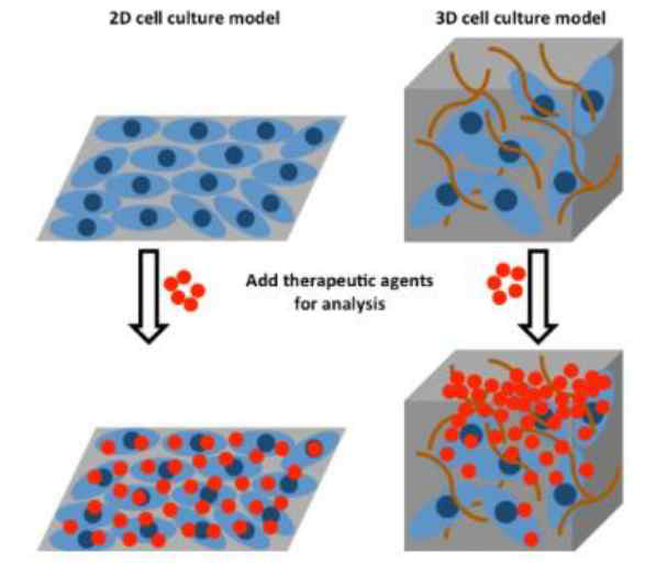 2D와 3D 세포배양 모델