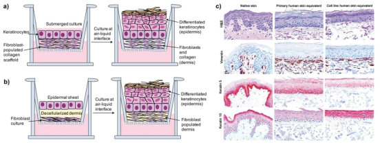 각 세포 공배양을 통한 전체 피부 조직 형성 (FTSE generation)