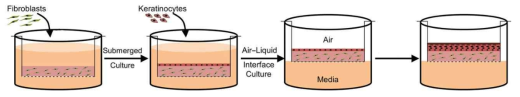 인공피부조직 제작을 위한 배양 방법 (ref. Photochem. Photobiol. 94(1), 150, (2018))