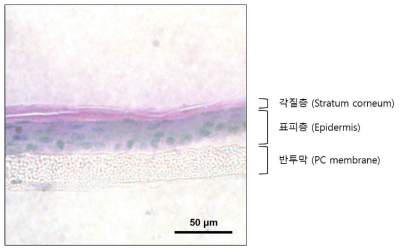 제작된 인공피부조직의 H&E 염색 사진
