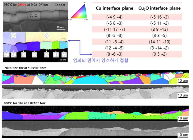 진공 고온산화 제조 산화층의 단면 EBSD 분석 결과 (IPF 및 IQ map)
