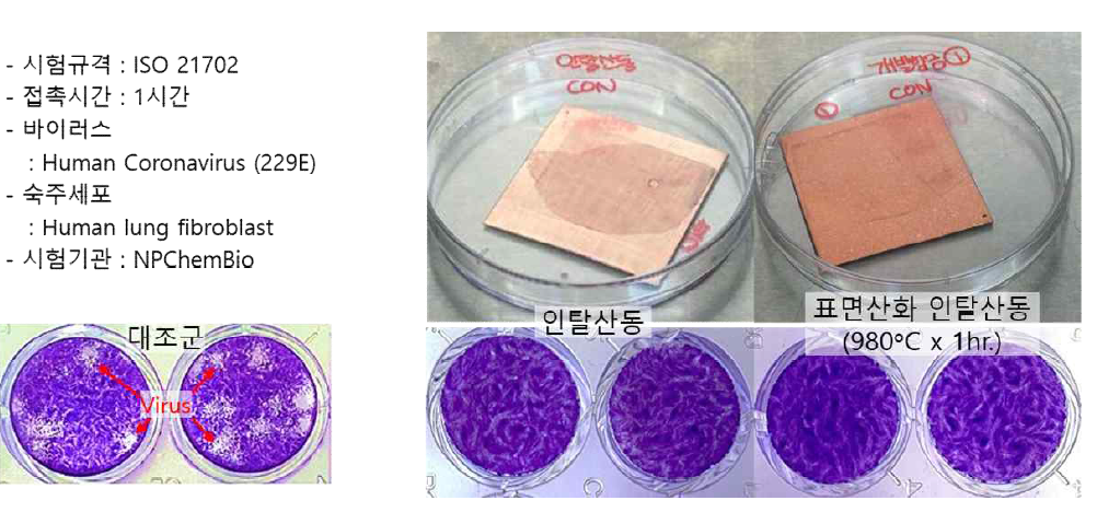 순동과 진공에서 산화시킨 구리 COVID19 항바이러스 시험 결과