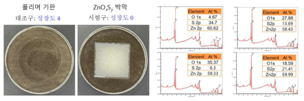 CuOxSy 박막의 항곰팡이 특성 평가
