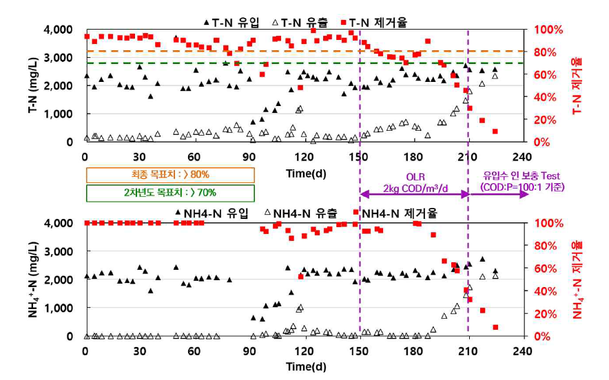 유입수/유출수 T-N, NH4 +-N 농도 및 제거율