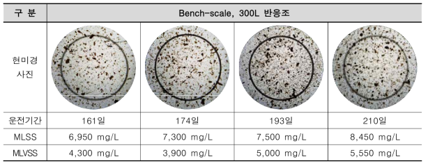 현미경 관찰 결과(OLR 증대 기간)