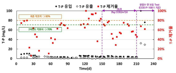 유입수/유출수 T-P 농도 및 T-P 제거율