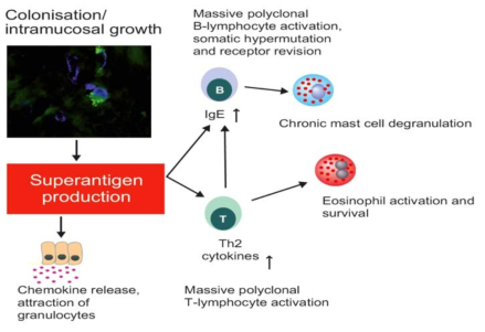 Staphylococcus aureus superantigen이 알러지 반응을 일으키는 기전