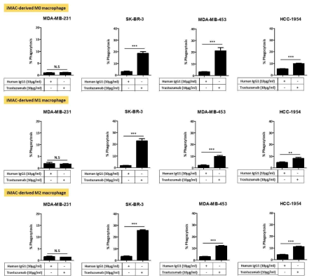 유방암 세포주에서 iMAC-derived M0, M1, M2 macrophage의 ADCP 효과 확인 (3차 실험)