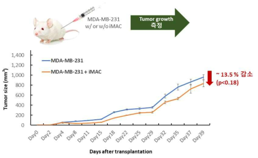 세포치료제 iMAC의 유방암 세포주에 대한 항종양 효과