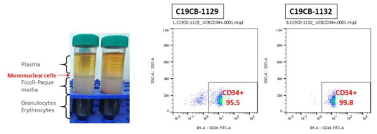 연구용 제대혈에서 mononuclear cell을 분리하기 위한 층 분리 작업 결과 (왼쪽). 유세포 분석기를 이용하여 조혈모세포에서의 분리한 CD34+ cell의 순도 확인(오른쪽)