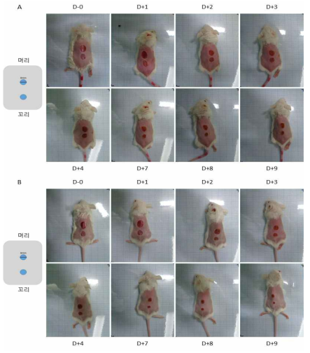 iMAC 세포치료제의 창상 모델에서의 효능 평가 (사진 촬영) A : 대조군, B : M0 세포치료제