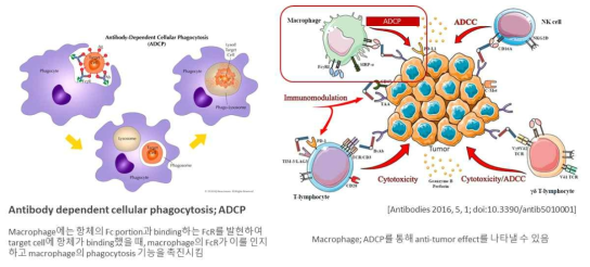 Macrophage의 antibody dependent cellular phagocytosis (ADCP)에 의한 암세포 사 멸 및 항암 효과