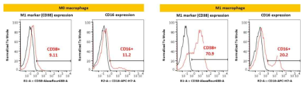M0 macrophage와 M1 macrophage에서의 CD38, CD16 발현 확인