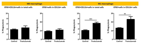 SK-BR-3 세포주에서 THP-1 세포로부터 분화시킨 M1 macrophage와 trastuzumab 병용처리에 의한 ADCP 효과 확인