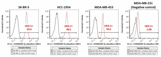실험에 사용된 유방암 세포주 4종에서의 HER-2 발현 확인