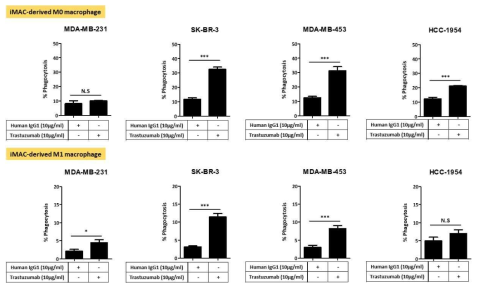 유방암 세포주에서 iMAC-derived M0 macrophage와 M1 macrophage의 ADCP 효과 확인 (2차 실험)