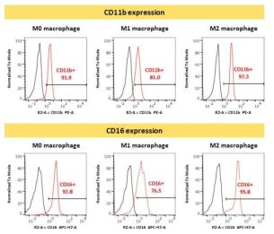 iMAC-derived M0, M1, M2 macrophage의 marker 발현 (3차 실험)