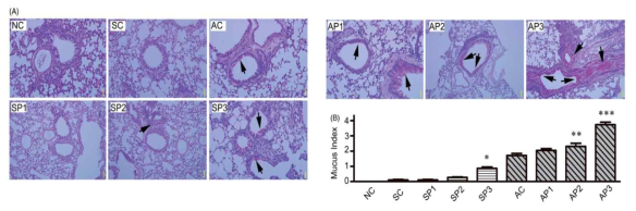 마우스에 미세먼지 노출 후 폐 조직 PAS 염색 결과(J Asthma, 2015)