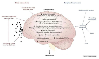 대기오염 물질이 뇌에 영향을 미치는 생물학적 기전 (Air pollution: mechanisms of neuroinflammation and CNS disease, Block ML et al. Trends in Neurosciences, 2009)