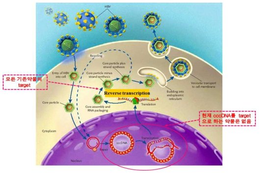 HBV의 생활사 및 치료제 타겟
