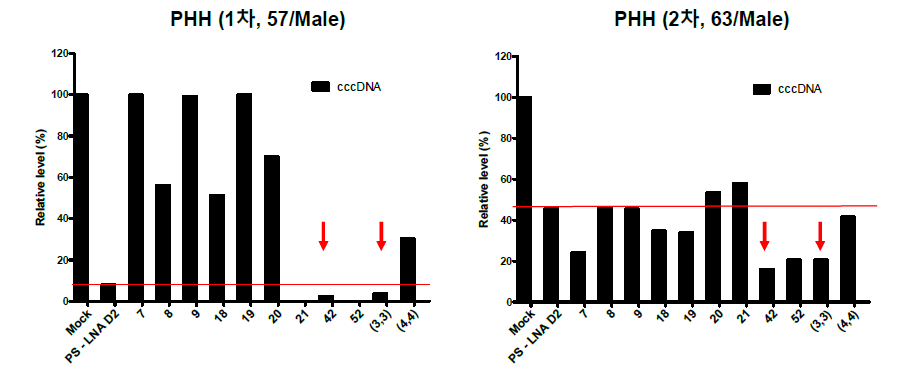 PHH에서 선도물질 처리 후 cccDNA 확인