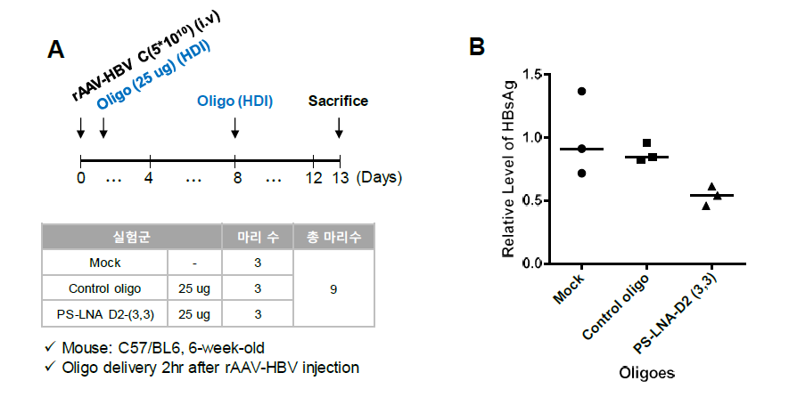 HBV 만성감염 모델에서 선도물질의 효과 검정