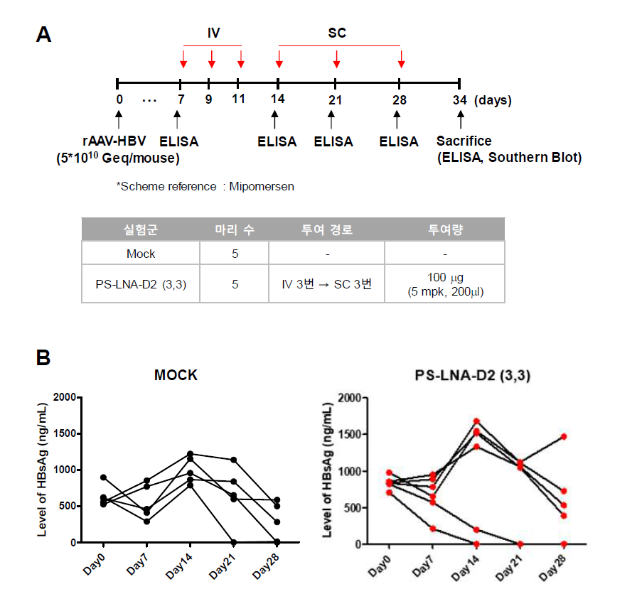 HBV 만성감염 모델에서 Mipomersen 계획을 참고한 선도물질의 효과