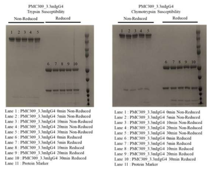 PMC309.3.3의 Protease 안정성 확인