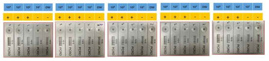 Repeated experiments for determining the limitation with mRNA transcript at 37℃, 20 min