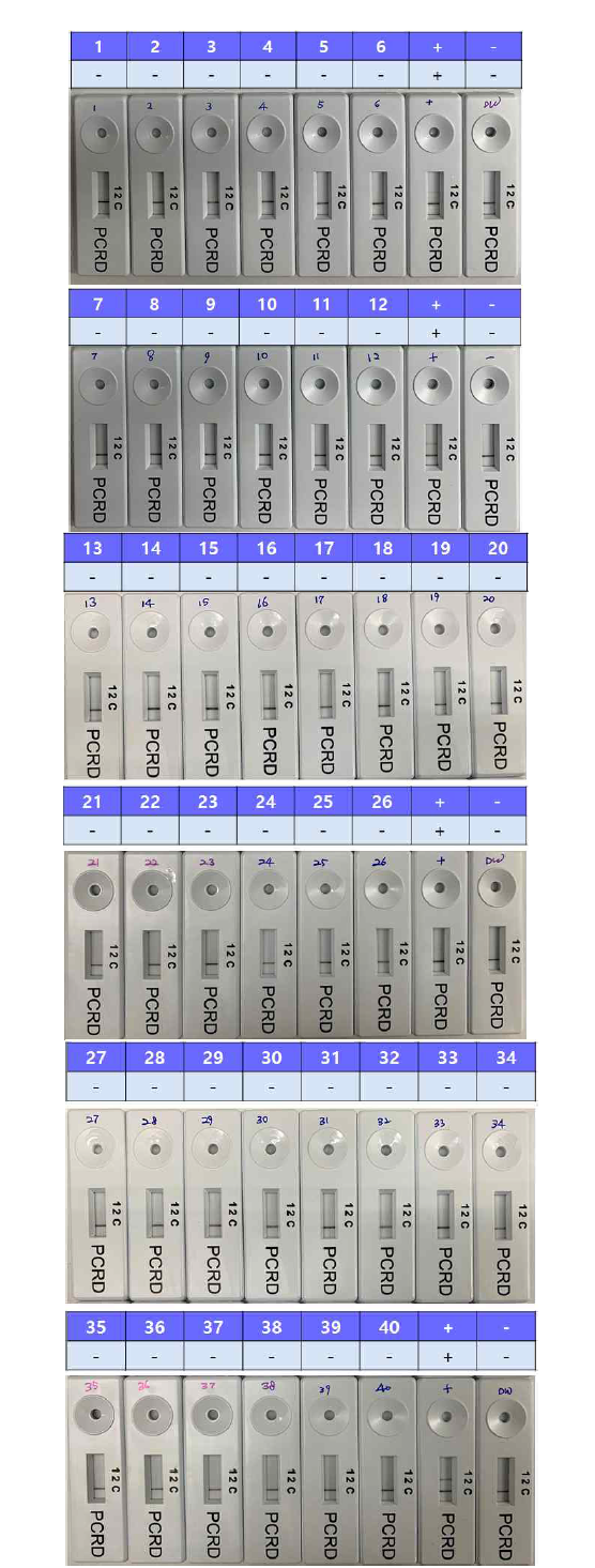 Analitical specificity of RT-RPA LFD reaction