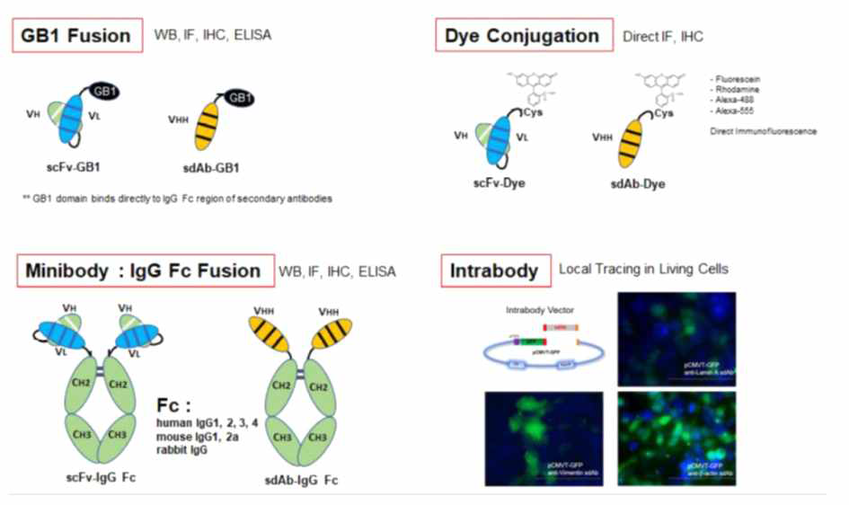 Application field of recombody