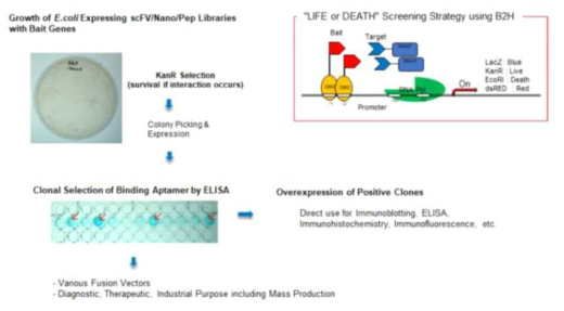 Screening of recombody using bacterial two hybridization method