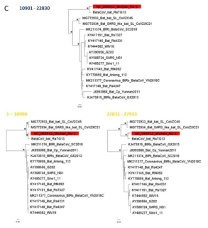 Genomic linkgage of SARS-CoV2