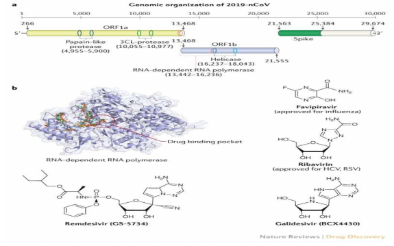 Expected treatment mechanism of SARS-CoV2