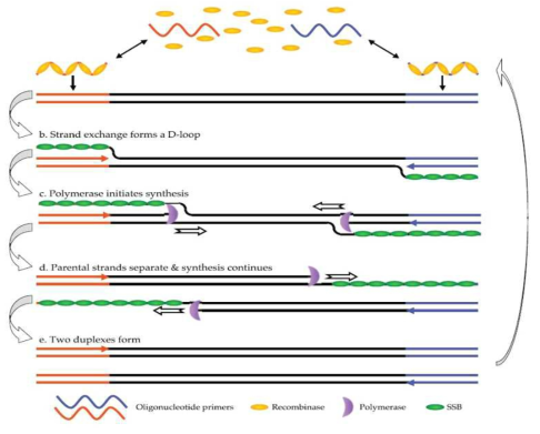 Reaction step of Recombinase Polymerase Amplification (RPA)