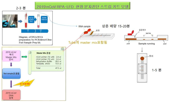 Model of COVID-19 RT-RPA LFD kit