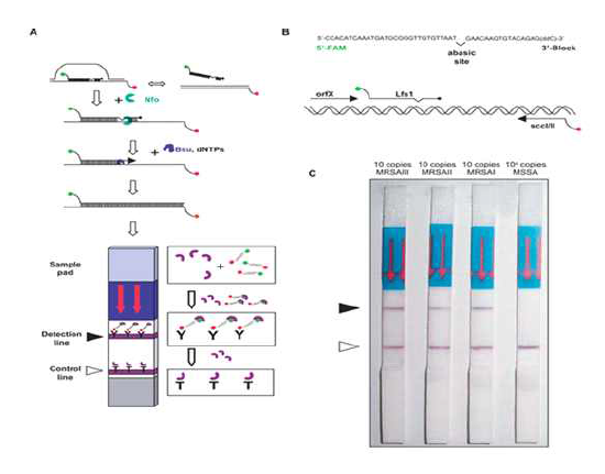 Schematic of RT-RPA result detection by dip stick method using RAM label (green), biotin label (red), α-biotin antibody (Y, detection line, filled arrowhead), and α-biotin), α-FAM gold (purple), species-specific α-[α-FAM-gold] antibody