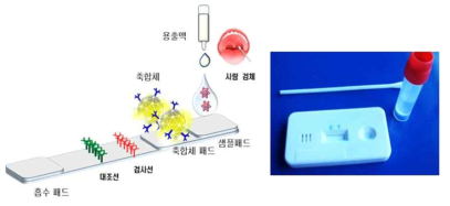 Production of species-specific diagnostic strip