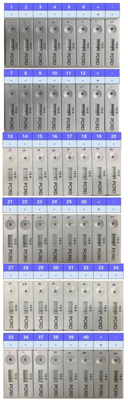 Analitical specificity of RT-RPA LFD reaction